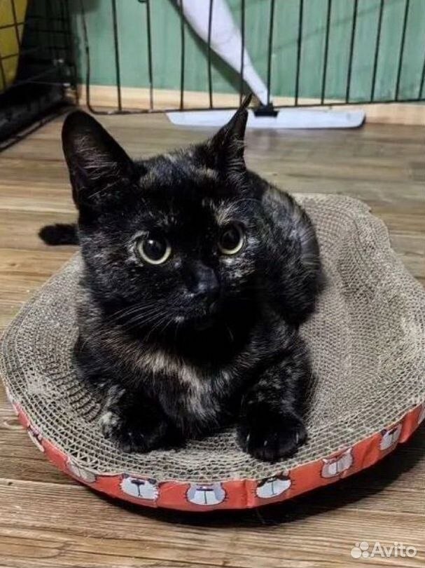 Кошка Скади