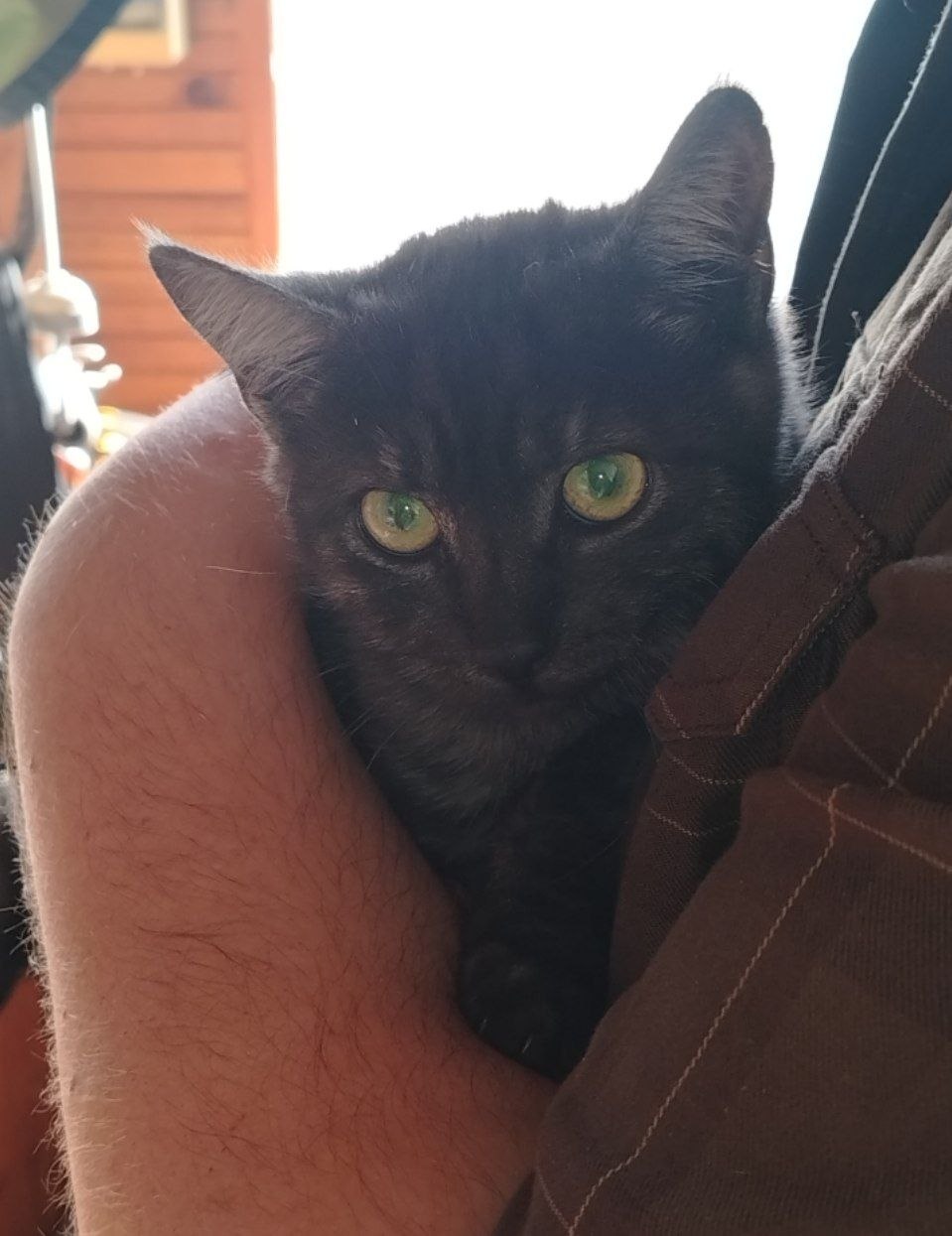 Кошка Марь