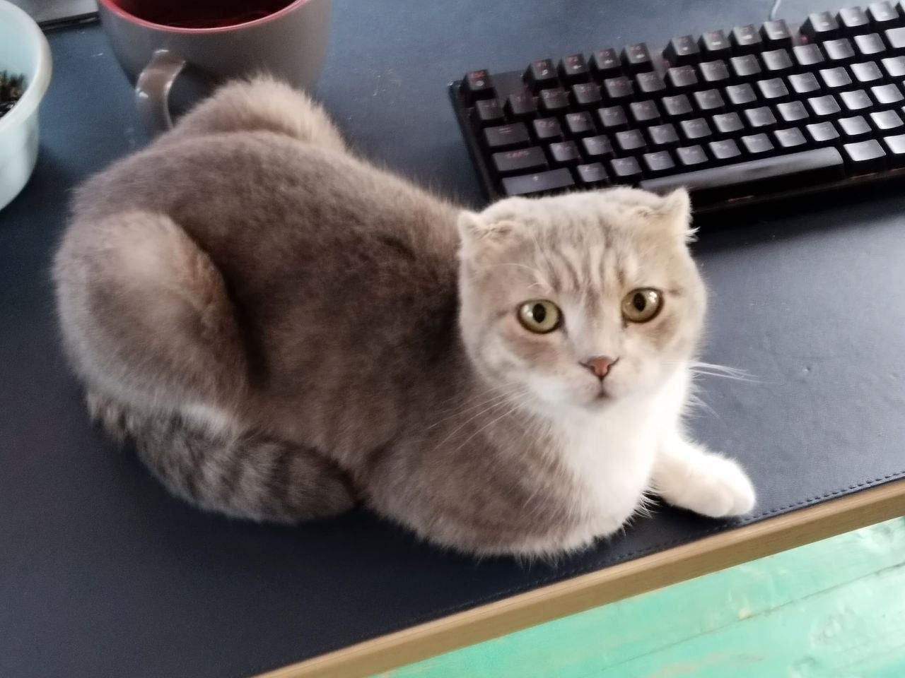 Кошка Дымка