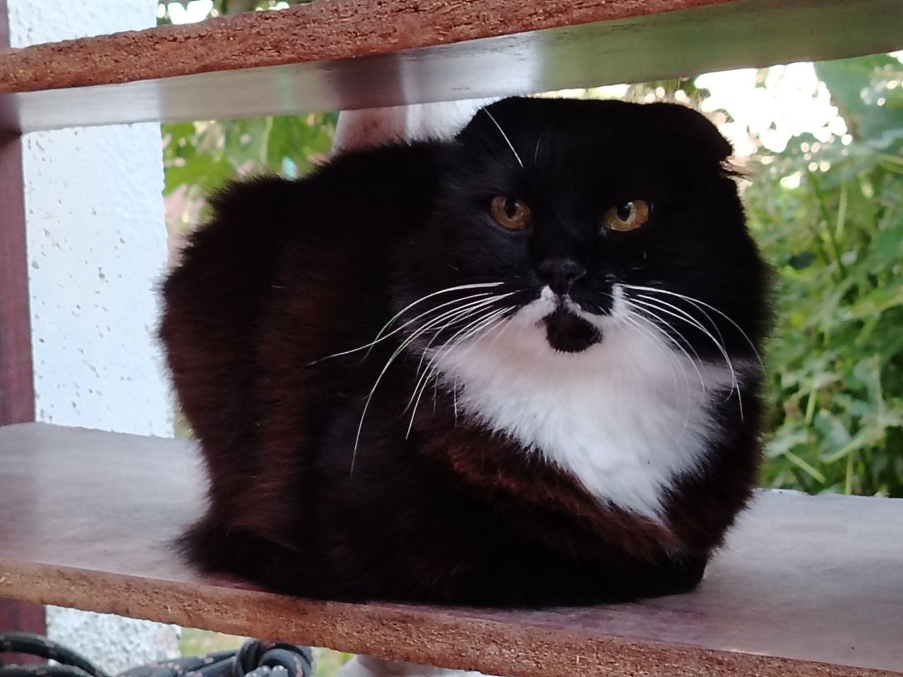 Кошка Чуча